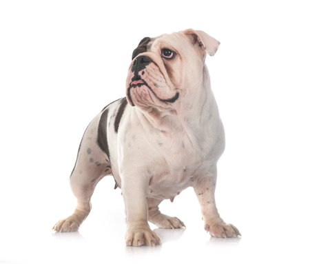 english bulldog in front of white backgroundの写真素材
