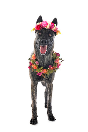 Dutch Shepherd in front of white backgroundの写真素材