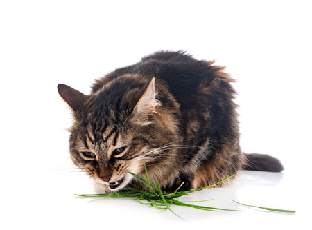 maine coon in front of white backgroundの写真素材