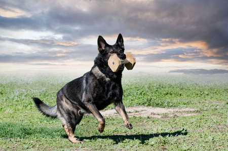 young german shepherd training in the nature for obedience competitionの写真素材