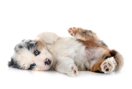 Miniature American Shepherd in front of white backgroundの写真素材