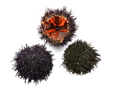 sea urchin in front of white background