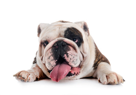 english bulldog in front of white backgroundの写真素材