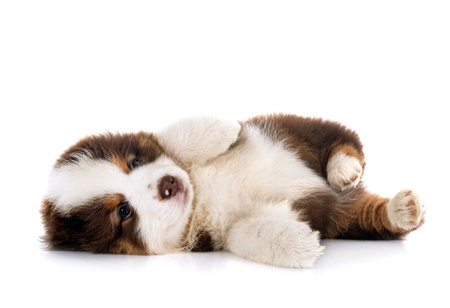 Miniature American Shepherd in front of white backgroundの写真素材