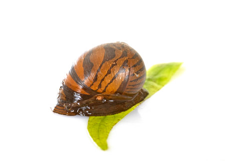 Vittina semiconica in front of white backgroundのeditorial素材