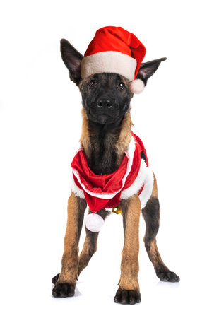 belgian shepherd in front of white backgroundの写真素材