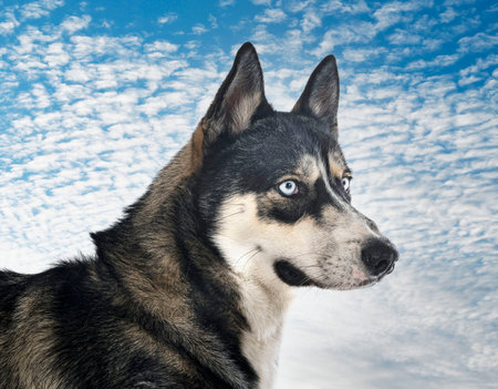 siberian husky in front of white backgroundの写真素材