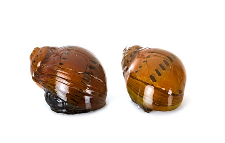 Vittina natalensis in front of white backgroundの写真素材