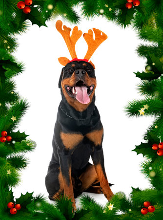 purebred rottweiler in front of white backgroundの写真素材