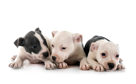 staffordshire bull terrier puppies in front of white backgroundの写真素材