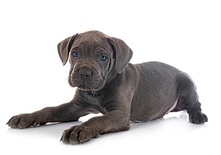 puppy italian mastiff in front of white backgroundの写真素材