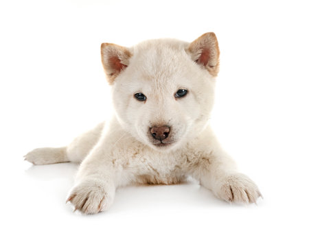 young shiba inu in front of white backgroundの写真素材