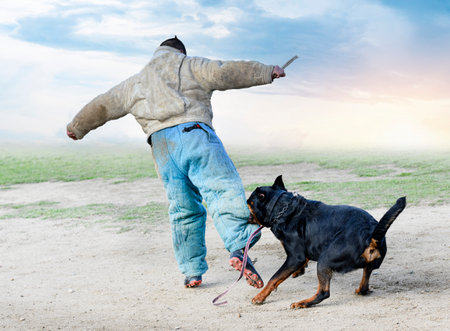 young rottweiler training for protection sport and policeの写真素材