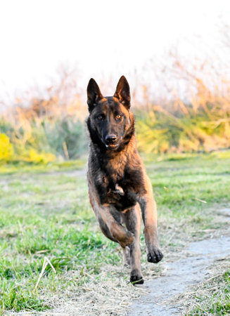 puppy malinois running in the nature in winterの写真素材
