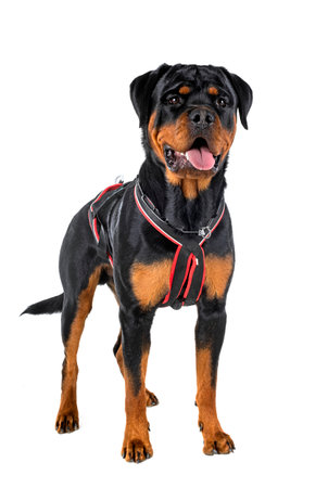 purebred rottweiler in front of white backgroundの写真素材