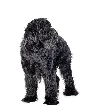 Giant Schnauzer in front of white backgroundの写真素材