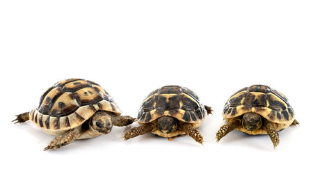 Greek tortoise and Hermann's tortoise in front of white background