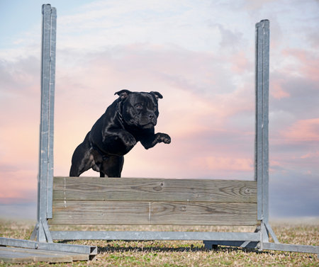 staffordshire bull terrier jumping a fence for obedience disciplineの写真素材