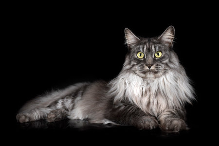 maine coon cat in front of black, backgroundの写真素材