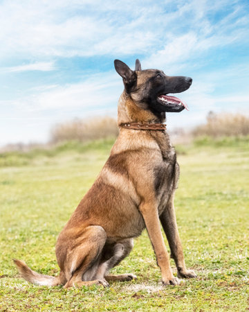 young belgian shepherd walking in the natureの写真素材