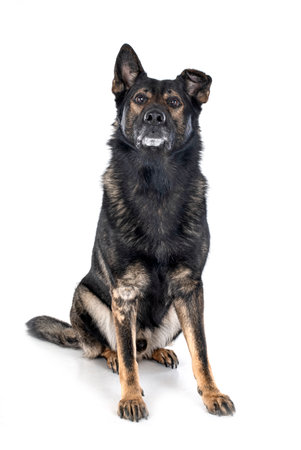 senior german shepherd in front of white backgroundの写真素材