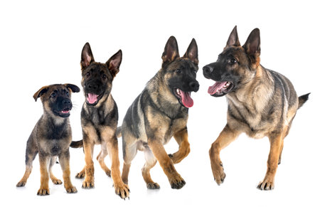 young german shepherds in front of white backgroundの写真素材