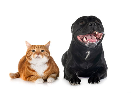 staffordshire bull terrier and cat in front of white background