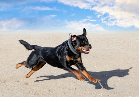 young rottweiler training for protection sport and policeの写真素材