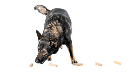 senior german shepherd in front of white backgroundの写真素材