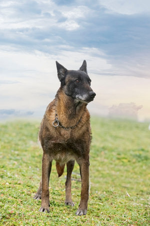 old belgian shepherd walking in the natureの写真素材
