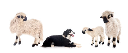 Valais Blacknose and border collie in front of white backgroundの写真素材