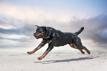 young rottweiler training for protection sport and policeの写真素材