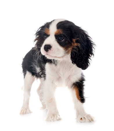 puppy cavalier king charles in front of white backgroundの写真素材