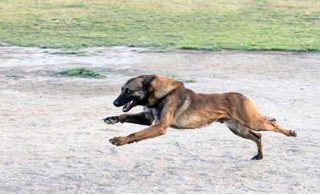 young belgian shepherd training in the nature for security