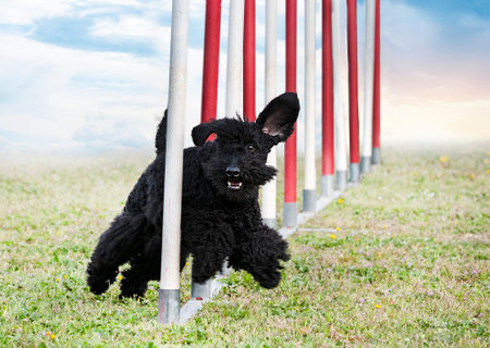 training of agility for competition in an obedience clubの写真素材