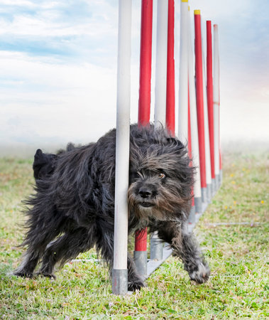 training of agility for competition in an obedience club