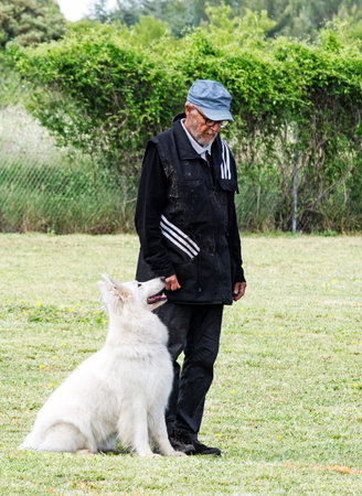 White Swiss Shepherd Dog and owner in a competition of obedience