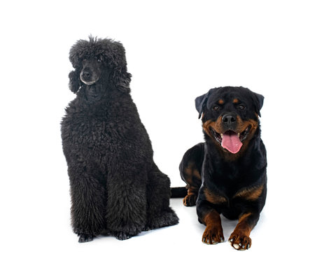 standard black poodle and rottweiler in front of white background