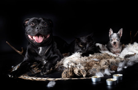 blind chihuahua, black cat, staffy and voodoo accessory posing in front of black backgroundの写真素材