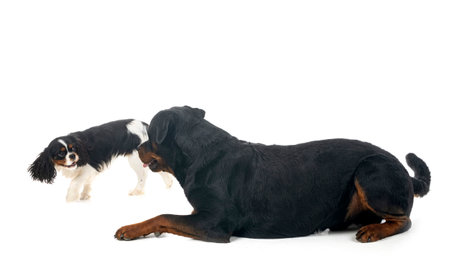 cavalier king charles and rottweiler in front of white backgroundの写真素材