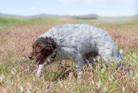 Wirehaired Pointing Griffon free in the nature