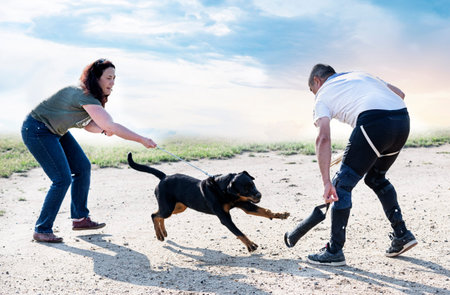 young puppy rottweiler training in the natureの写真素材