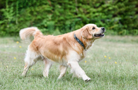 dog training for obedience discipline with a golden retriever