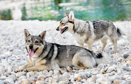 Swedish Vallhund swimming in a river in summerの写真素材