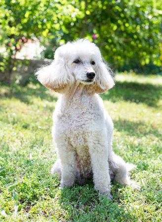 black poodle staying in nature, in summer