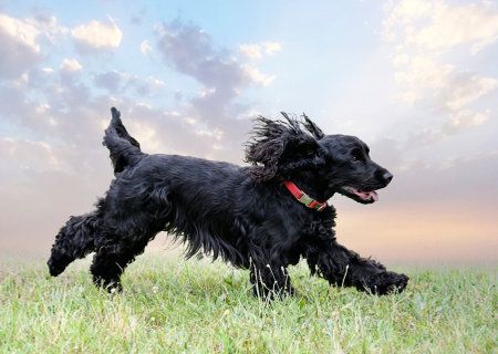 dog training for obedience discipline with a cocker spanielの写真素材