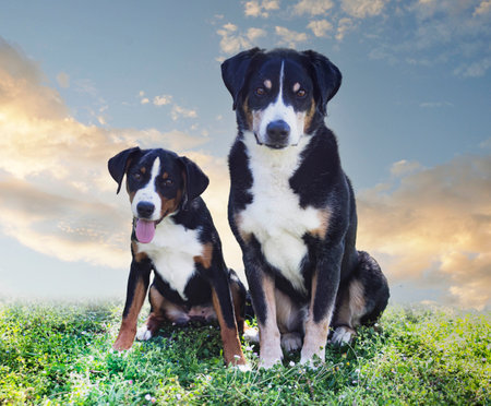 puppy and adult Appenzeller Sennenhund playing in a gardenの写真素材