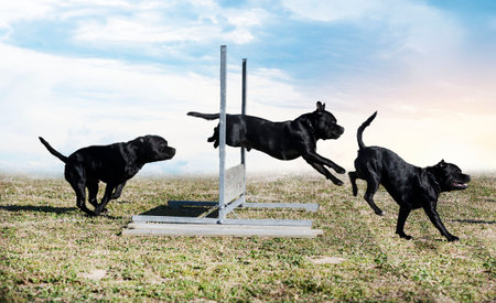 staffordshire bull terrier jumping a fence for obedience disciplineの写真素材