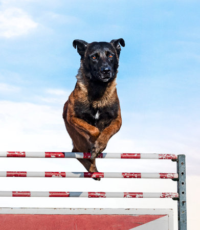 young belgian shepherd training in the nature for securityの写真素材
