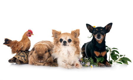 rabbit, dogs, turtle and chicken in front of white background